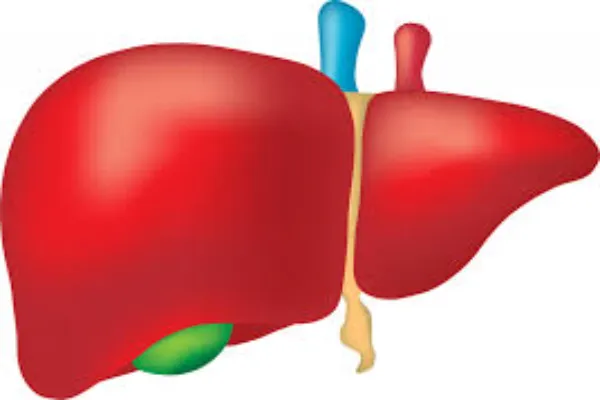 Interesting facts about humans liver