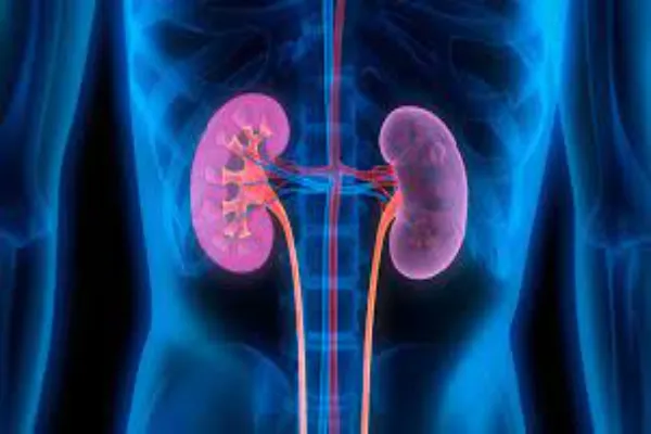 Interesting facts about humans kidneys
