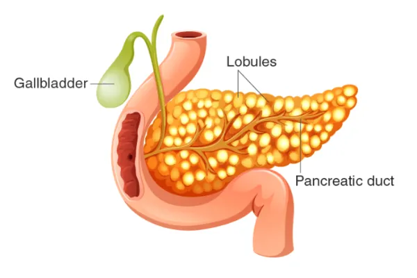 Interesting facts about humans pancreas