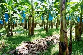 Sustainable Banana production