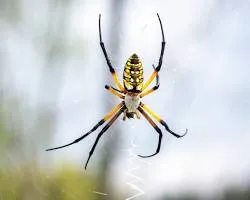 banana spider on a web