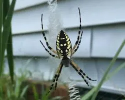banana spider