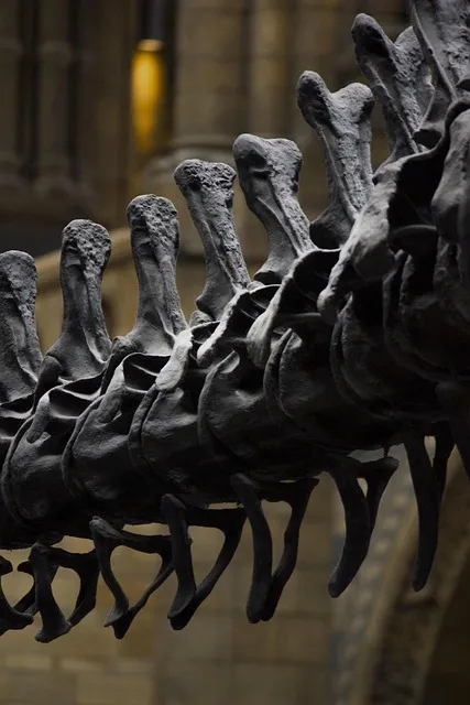 A close-up, vertical shot of the dark, textured dinosaur fossil vertebrae and ribs, with a blurred, dimly lit museum interior in the background.