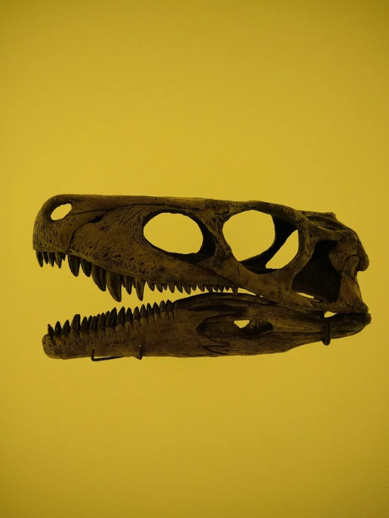 A side profile of a dinosaur skull fossil with prominent teeth and large eye sockets, displayed against a solid yellow background.