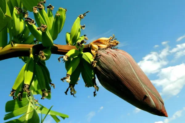 What are the Ethical Considerations of GM Bananas?