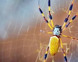 A large female Golden Silk Orb-Weaver (commonly known as a banana spider) with yellow and black patterned body and long legs, suspended in its intricate web.