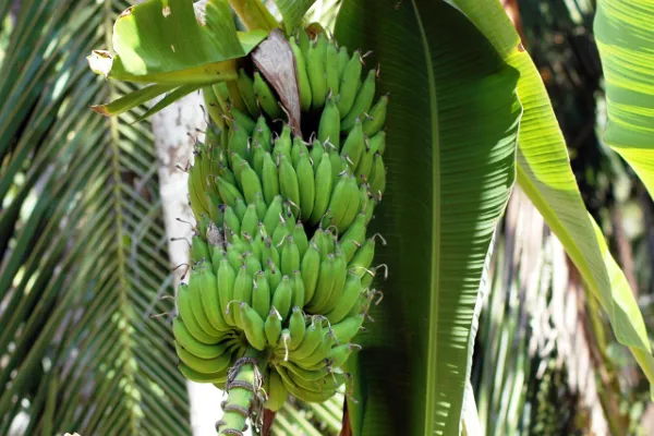 A large bunch of unripe green bananas hanging from a banana plant, surrounded by broad green leaves, suggesting agricultural context.