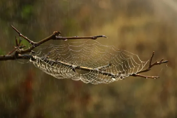 The World of Banana Spiders: Beauty, Myth, and Misconceptions