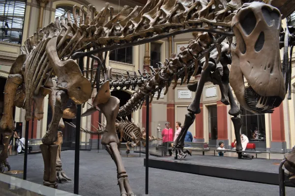 A full skeletal display of a large, long-necked dinosaur (likely a sauropod) in a museum setting, with smaller dinosaur skeletons and visitors visible in the background.