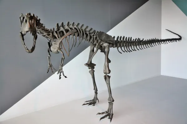A complete skeleton of a large, bipedal carnivorous dinosaur, resembling a Tyrannosaurus Rex or Allosaurus, displayed in a museum against a minimalist white and gray geometric background.