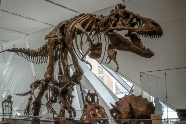 A large, detailed skeletal display of a Tyrannosaurus Rex in a museum, with other dinosaur skull fossils visible in the foreground and modern architecture through large windows in the background.