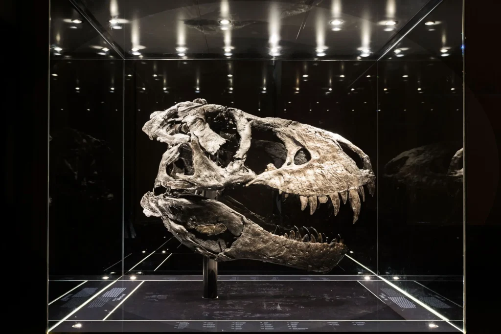 A dramatically lit, well-preserved dinosaur skull fossil, likely a Tyrannosaurus Rex, displayed in a glass case against a dark background in a museum gallery.