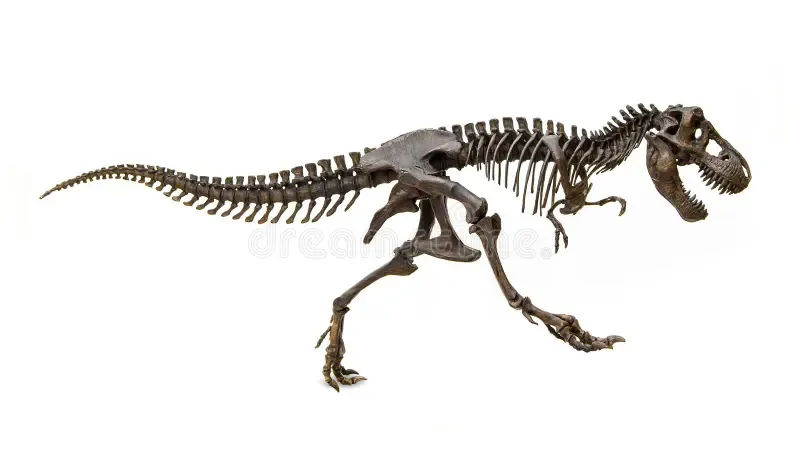 A full skeleton of a Tyrannosaurus Rex, depicted in a walking pose, isolated on a clean white background.