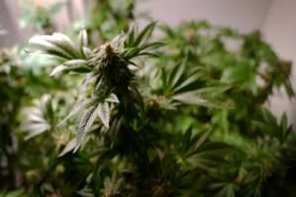 5 compelling reasons to visit a medical cannabis dispensary in Australia